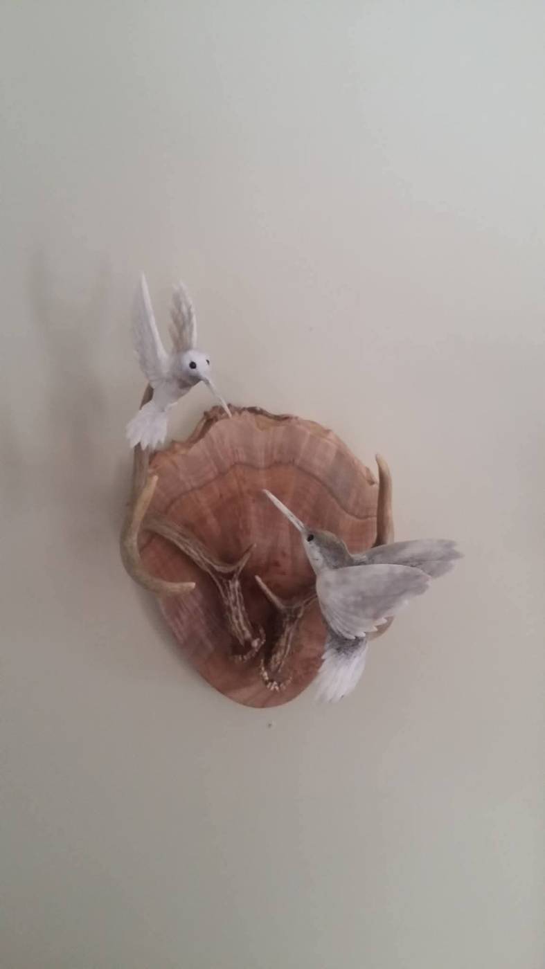 Antler hummingbirds on burl mount