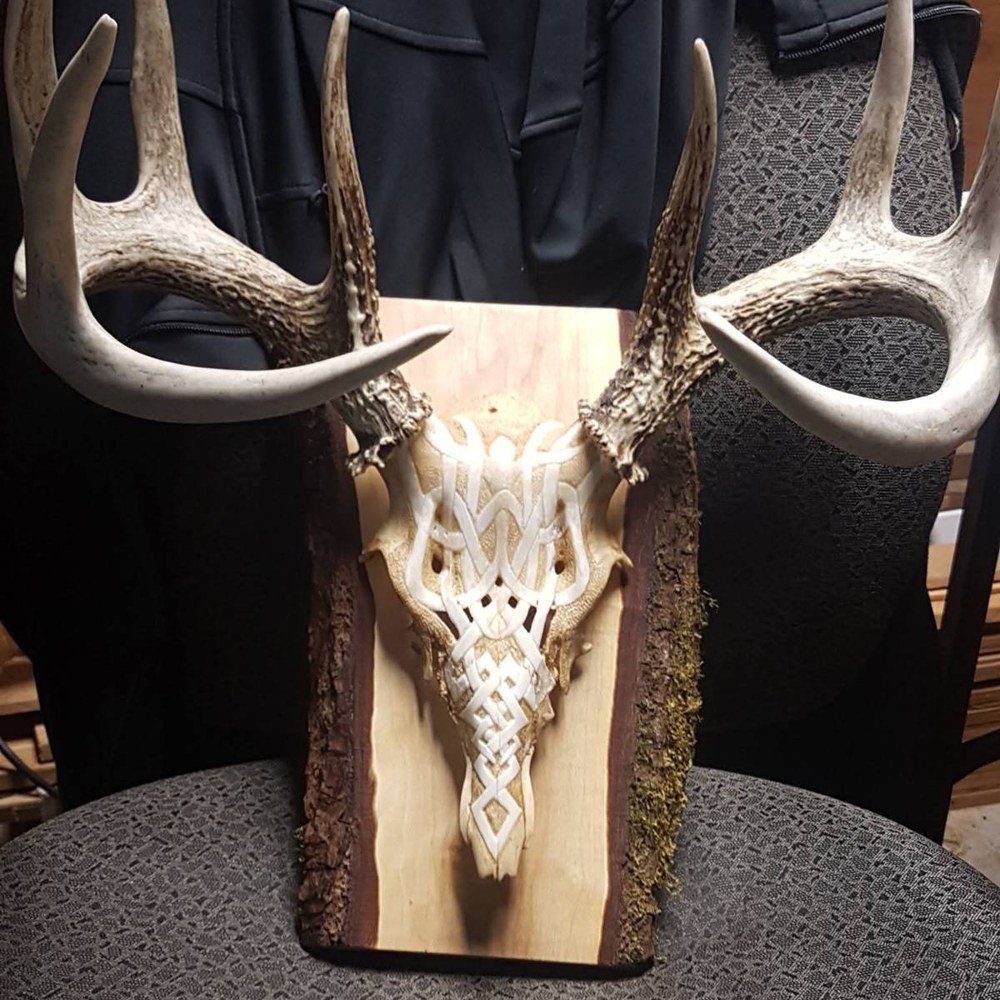 Knotwork carved into a deer skull, mounted with its antlers on a live-edge plaque